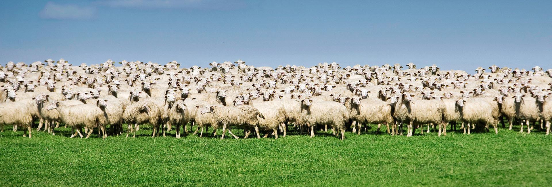 Effetto gregge: cos’è e come evitarlo | Crédit Agricole Effetto gregge: cos’è e come evitarlo | Crédit Agricole