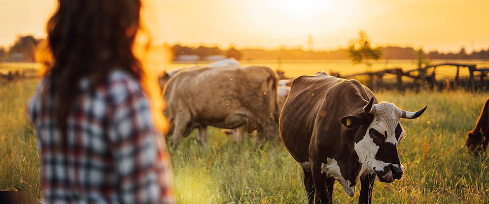 Come l’innovazione digitale sta cambiando il lavoro in stalla e al pascolo | Crédit Agricole Come l’innovazione digitale sta cambiando il lavoro in stalla e al pascolo | Crédit Agricole