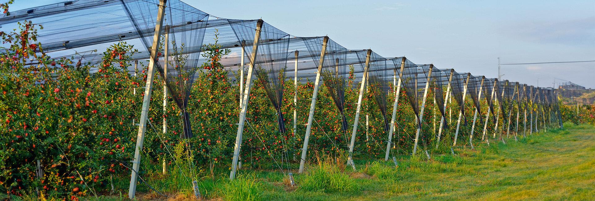 L’importanza della gestione del rischio nelle aziende agricole | Crédit Agricole L’importanza della gestione del rischio nelle aziende agricole | Crédit Agricole