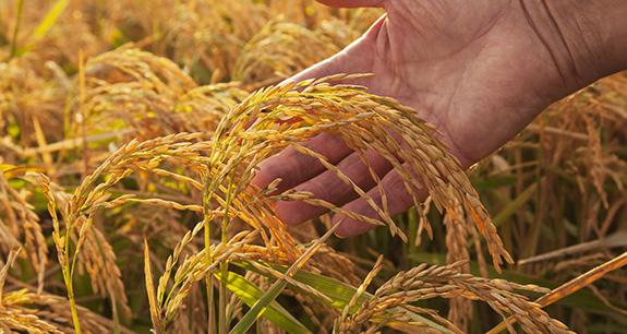 Il riso torna protagonista in campo e sulle tavole | Crédit Agricole Il riso torna protagonista in campo e sulle tavole | Crédit Agricole