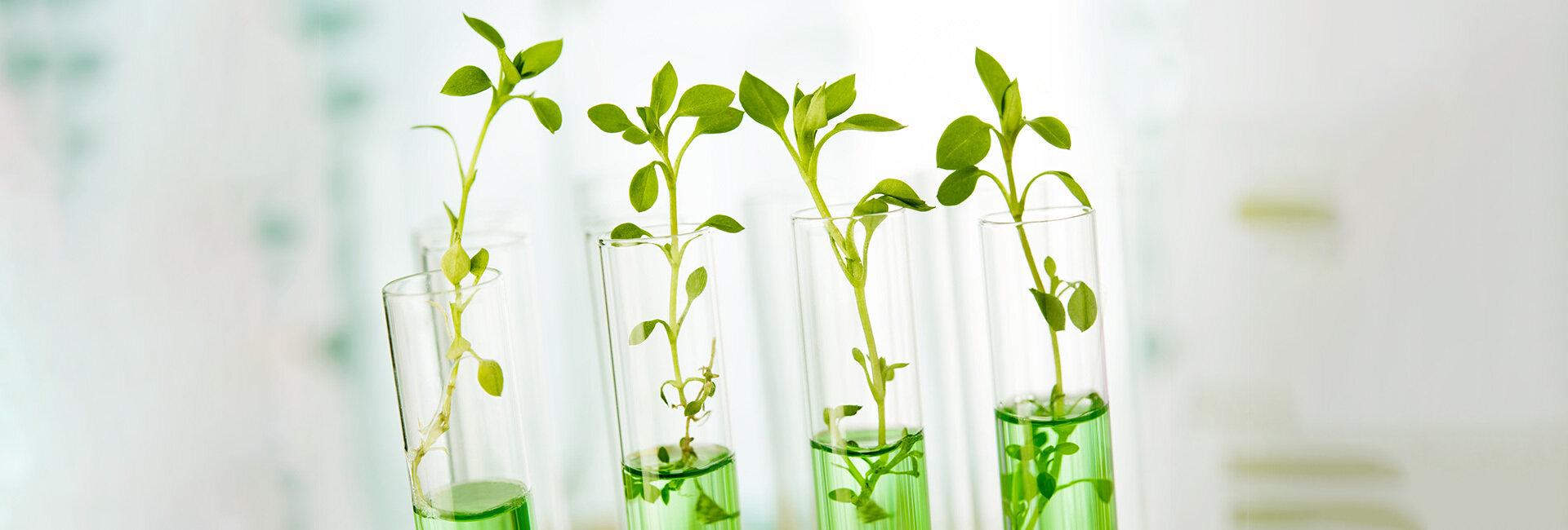 Piante e genetica, nuove regole europee in arrivo | Crédit Agricole Piante e genetica, nuove regole europee in arrivo | Crédit Agricole