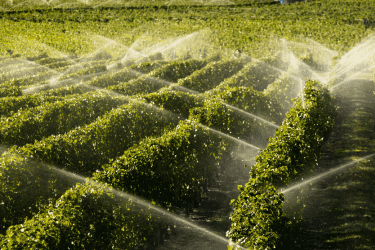 Siccità, il futuro dei vigneti dipende da un uso dell’acqua innovativo e sostenibile | Crédit Agricole Siccità, il futuro dei vigneti dipende da un uso dell’acqua innovativo e sostenibile | Crédit Agricole