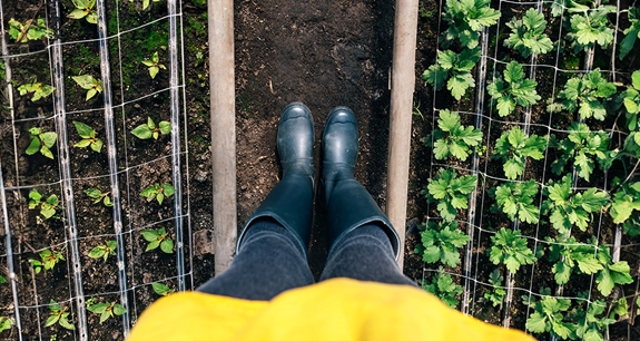 donna con stivali di gomma alti con i piedi nell'orto | Crédit Agricole donna con stivali di gomma alti con i piedi nell'orto | Crédit Agricole
