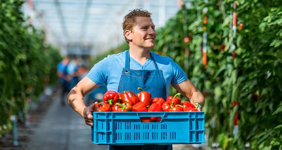 uomo con i mano una cassetta di pomodori | Crédit Agricole uomo con i mano una cassetta di pomodori | Crédit Agricole
