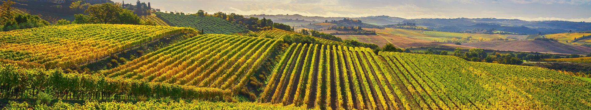 Vigneto: le tante variabili che fanno la sostenibilità | Crédit Agricole Vigneto: le tante variabili che fanno la sostenibilità | Crédit Agricole