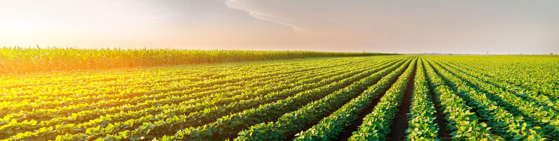 immagine CIA | Crédit Agricole immagine CIA | Crédit Agricole