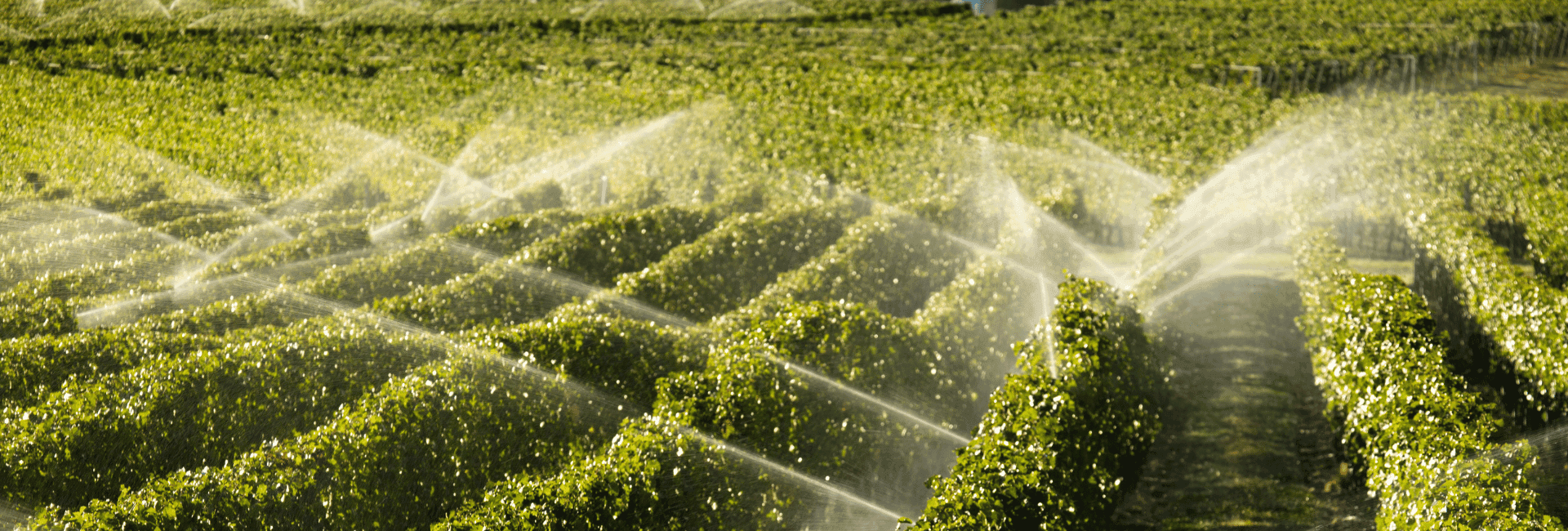 Siccità, il futuro dei vigneti dipende da un uso dell’acqua innovativo e sostenibile | Crédit Agricole Siccità, il futuro dei vigneti dipende da un uso dell’acqua innovativo e sostenibile | Crédit Agricole