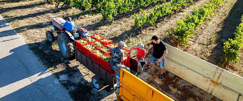 Contadini che raccolgono piante | Crédit Agricole Contadini che raccolgono piante | Crédit Agricole