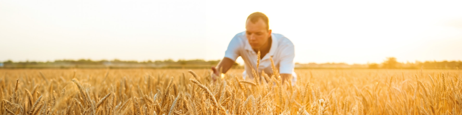 Filiera Cereali | Crédit Agricole Filiera Cereali | Crédit Agricole
