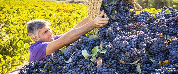Vendemmia da dieci e lode ma i consumi stentano | Crédit Agricole Vendemmia da dieci e lode ma i consumi stentano | Crédit Agricole