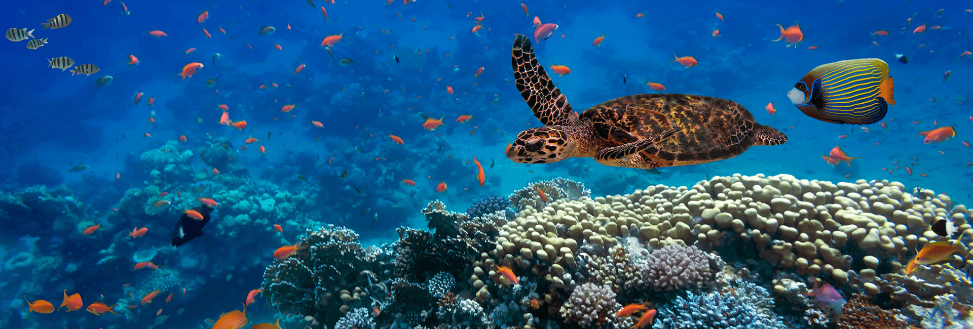 Clima e biodiversità: fare la differenza si può | Crédit Agricole Clima e biodiversità: fare la differenza si può | Crédit Agricole