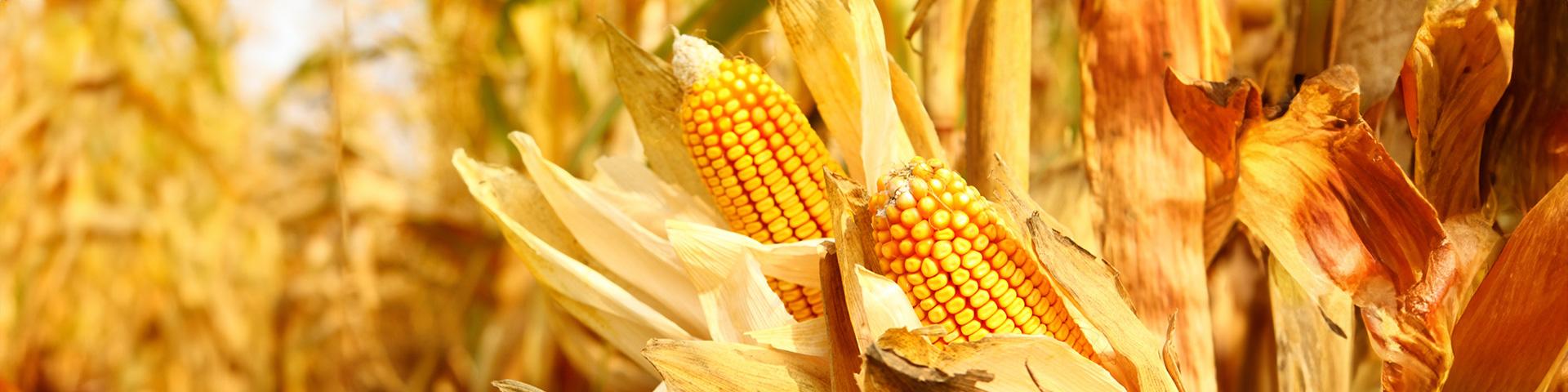 Mais, coltura strategica tra luci e ombre | Crédit Agricole Mais, coltura strategica tra luci e ombre | Crédit Agricole