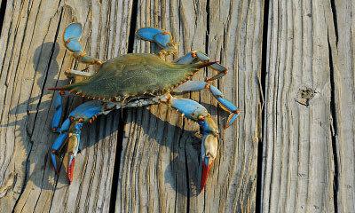 Chi ha paura del granchio blu? | Crédit Agricole Chi ha paura del granchio blu? | Crédit Agricole