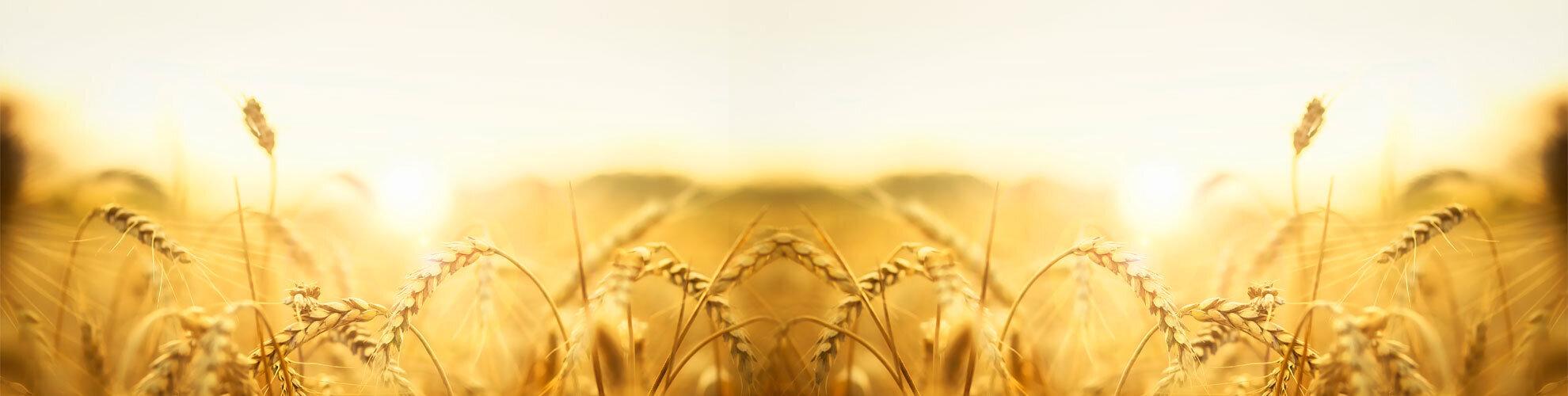 OTTIMIZZAZIONE DELL’OPERATIVITÁ SUL MERCATO FISICO DEI CEREALI, ATTRAVERSO L’UTILIZZO DEI MERCATI FINANZIARI | Crédit Agricole OTTIMIZZAZIONE DELL’OPERATIVITÁ SUL MERCATO FISICO DEI CEREALI, ATTRAVERSO L’UTILIZZO DEI MERCATI FINANZIARI | Crédit Agricole