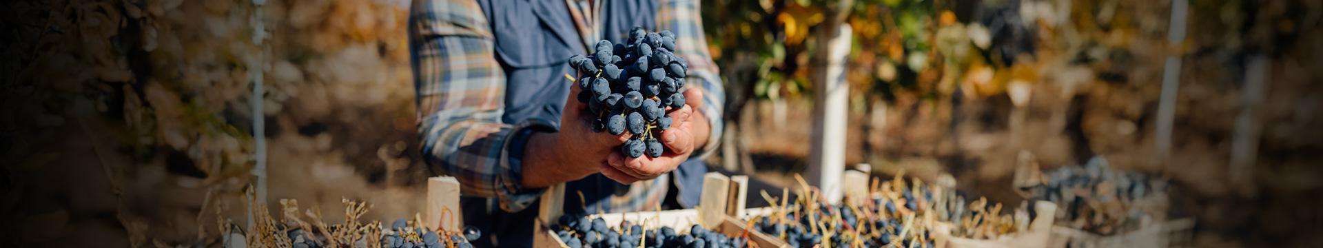 Vendemmia, l’Italia torna sul tetto del mondo | Crédit Agricole Vendemmia, l’Italia torna sul tetto del mondo | Crédit Agricole