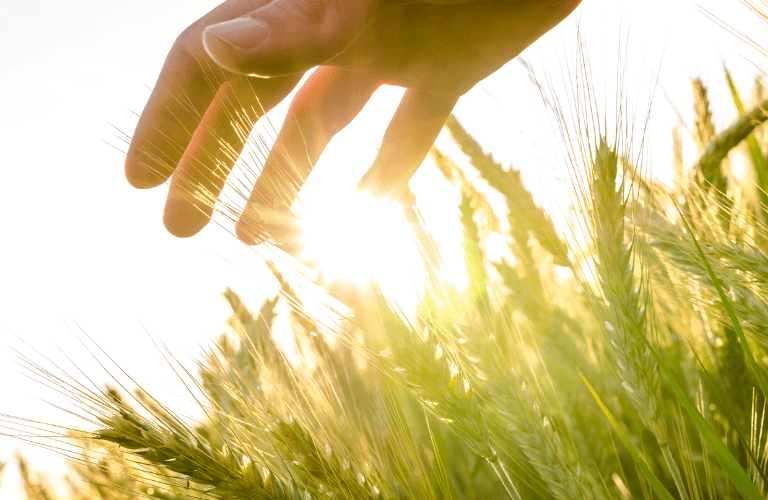 SICUREZZA ALIMENTARE: PRODUZIONE E ALLOCAZIONE DOPO LA CRISI PANDEMICA | Crédit Agricole SICUREZZA ALIMENTARE: PRODUZIONE E ALLOCAZIONE DOPO LA CRISI PANDEMICA | Crédit Agricole