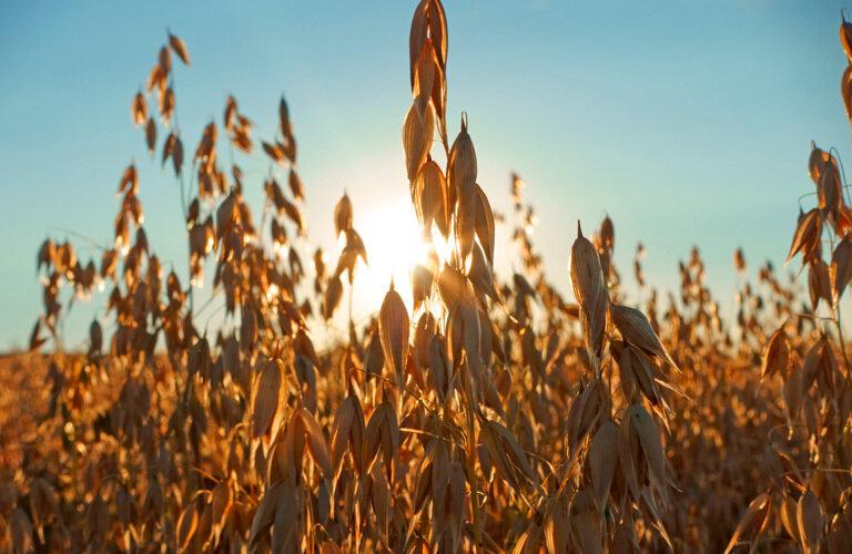 Cereali, prezzi in picchiata: produzione abbondante e domanda scarsa | Crédit Agricole Cereali, prezzi in picchiata: produzione abbondante e domanda scarsa | Crédit Agricole