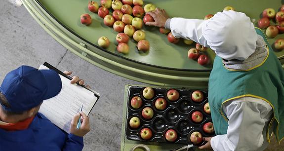 uomini che ispezionano delle mele in fabbrica | Crédit Agricole uomini che ispezionano delle mele in fabbrica | Crédit Agricole