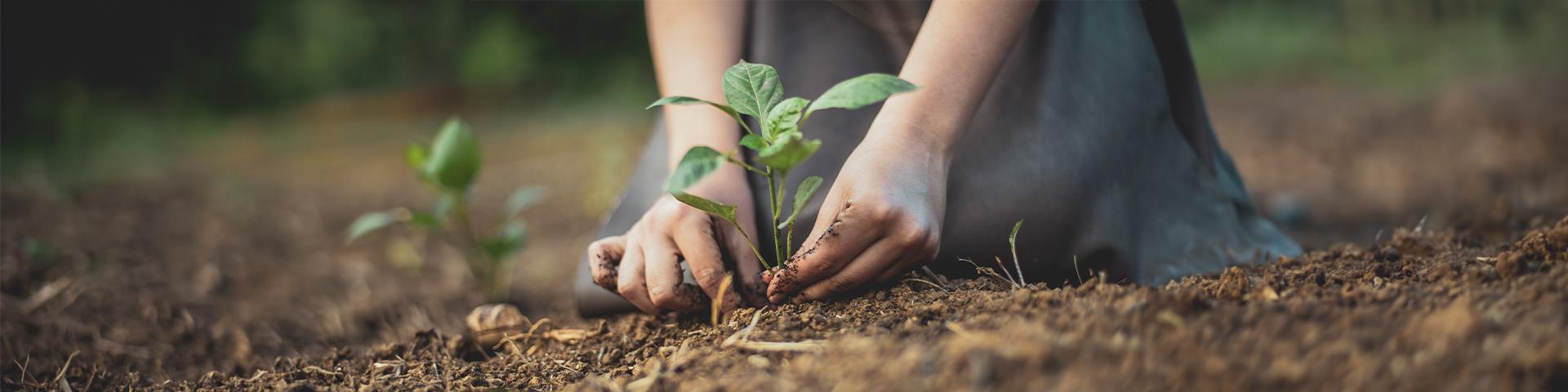zoom su mani che piantano una piantina nel terreno | Crédit Agricole zoom su mani che piantano una piantina nel terreno | Crédit Agricole