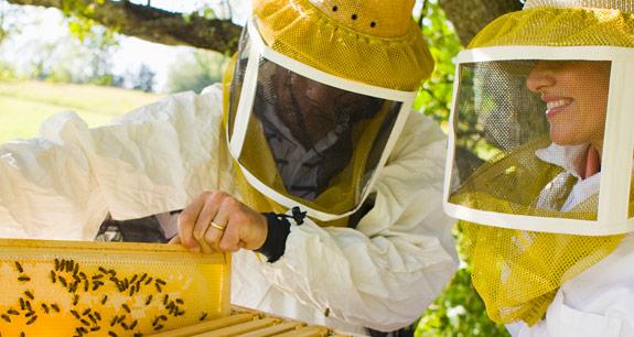 Apiturismo: opportunità di business oltre i prodotti dell’alveare | Crédit Agricole Apiturismo: opportunità di business oltre i prodotti dell’alveare | Crédit Agricole