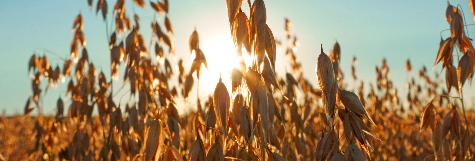 Cereali, prezzi in picchiata: produzione abbondante e domanda scarsa | Crédit Agricole Cereali, prezzi in picchiata: produzione abbondante e domanda scarsa | Crédit Agricole