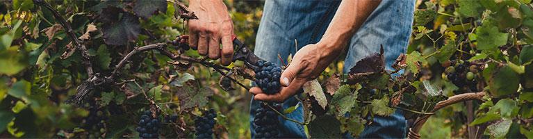 Vino italiano: nel 2023 export in leggero calo | Crédit Agricole Vino italiano: nel 2023 export in leggero calo | Crédit Agricole