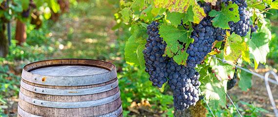 Vino, nel 2024 Italia meglio di tutti in un mercato che stenta | Crédit Agricole Vino, nel 2024 Italia meglio di tutti in un mercato che stenta | Crédit Agricole