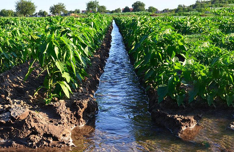 Consorzi di Bonifica: risorsa fondamentale per i contesti rurali e urbani | Crédit Agricole Consorzi di Bonifica: risorsa fondamentale per i contesti rurali e urbani | Crédit Agricole