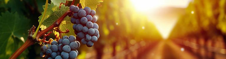 Vini Dealcolati: l’Italia autorizza una rivoluzione nel settore vinicolo | Crédit Agricole Vini Dealcolati: l’Italia autorizza una rivoluzione nel settore vinicolo | Crédit Agricole