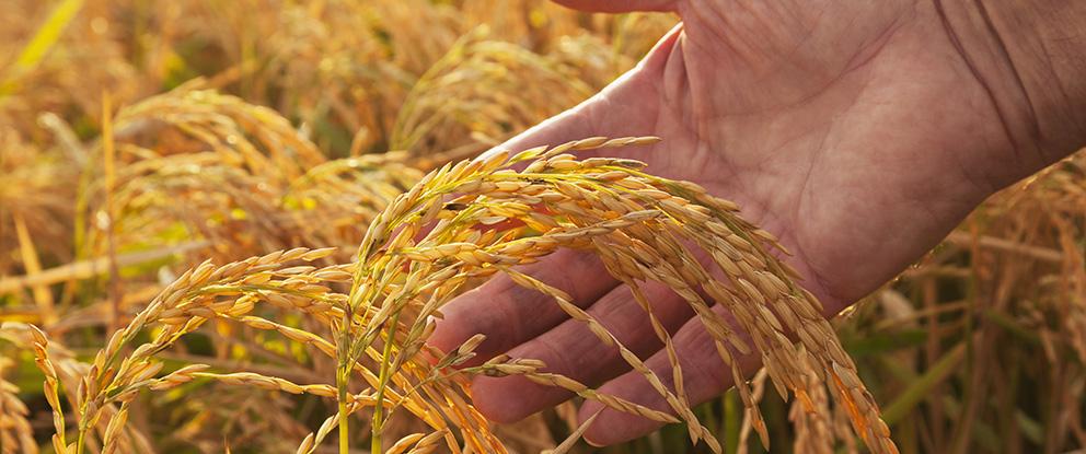 Il riso torna protagonista in campo e sulle tavole | Crédit Agricole Il riso torna protagonista in campo e sulle tavole | Crédit Agricole
