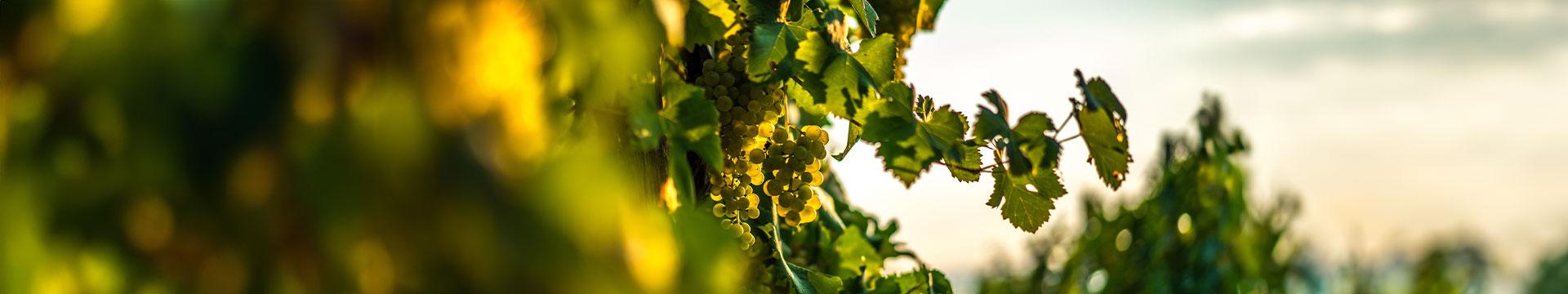 Vitigni Piwi, Tea o selezione clonale? | Crédit Agricole Vitigni Piwi, Tea o selezione clonale? | Crédit Agricole