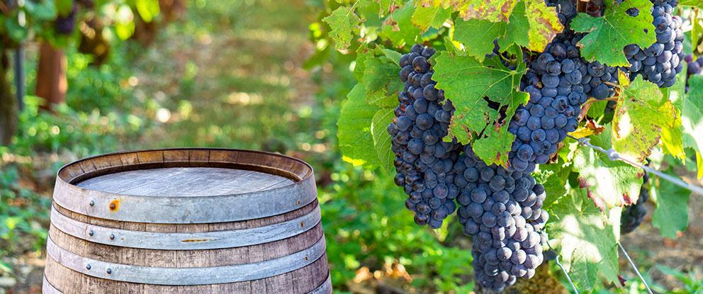Vino, nel 2024 Italia meglio di tutti in un mercato che stenta | Crédit Agricole Vino, nel 2024 Italia meglio di tutti in un mercato che stenta | Crédit Agricole