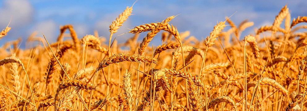 Cereali, cosa aspettarsi per produzione e mercati nel 2024 | Crédit Agricole Cereali, cosa aspettarsi per produzione e mercati nel 2024 | Crédit Agricole