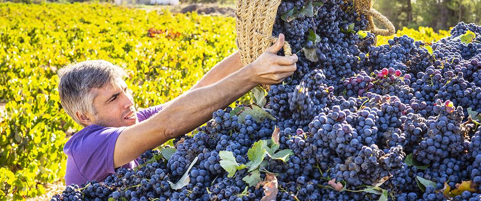 Vendemmia da dieci e lode ma i consumi stentano | Crédit Agricole Vendemmia da dieci e lode ma i consumi stentano | Crédit Agricole