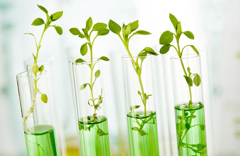 Piante e genetica, nuove regole europee in arrivo | Crédit Agricole Piante e genetica, nuove regole europee in arrivo | Crédit Agricole