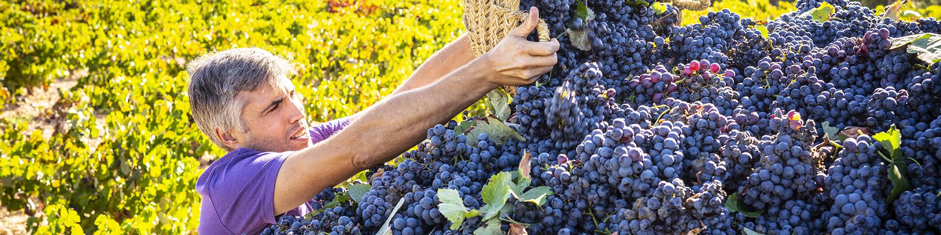 Vendemmia da dieci e lode ma i consumi stentano | Crédit Agricole Vendemmia da dieci e lode ma i consumi stentano | Crédit Agricole