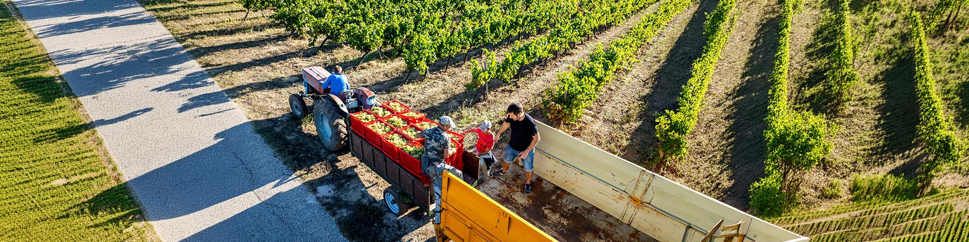 Contadini che raccolgono piante | Crédit Agricole Contadini che raccolgono piante | Crédit Agricole