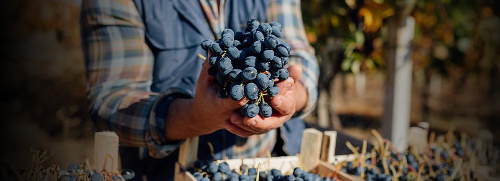 Vendemmia, l’Italia torna sul tetto del mondo | Crédit Agricole Vendemmia, l’Italia torna sul tetto del mondo | Crédit Agricole
