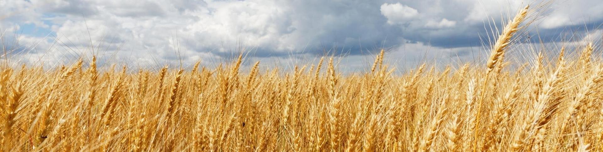 Prezzo del grano, alla scoperta delle future quotazioni | Crédit Agricole Prezzo del grano, alla scoperta delle future quotazioni | Crédit Agricole