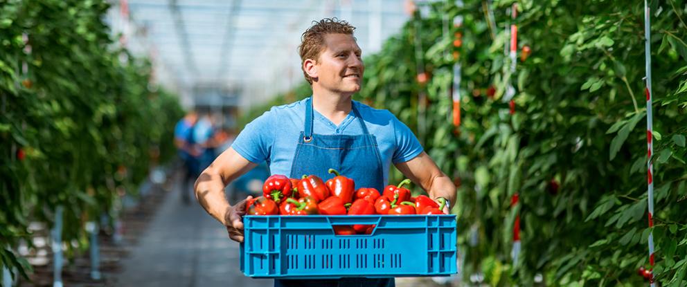 uomo con i mano una cassetta di pomodori | Crédit Agricole uomo con i mano una cassetta di pomodori | Crédit Agricole