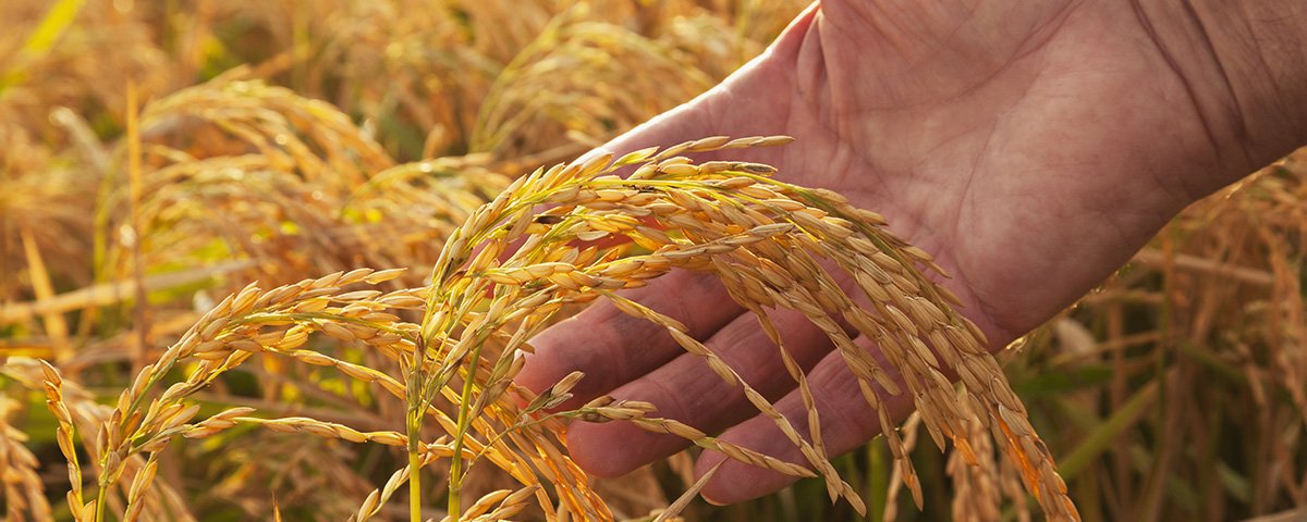 Il riso torna protagonista in campo e sulle tavole - Crédit Agricole