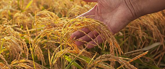 Il riso torna protagonista in campo e sulle tavole | Crédit Agricole Il riso torna protagonista in campo e sulle tavole | Crédit Agricole