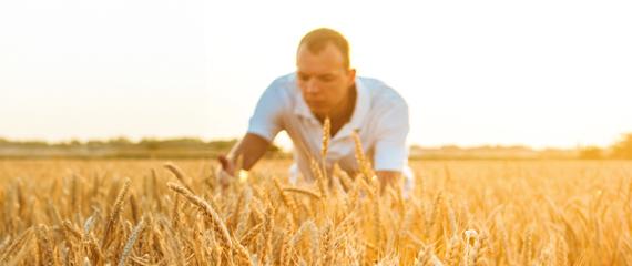 Filiera Cereali | Crédit Agricole Filiera Cereali | Crédit Agricole