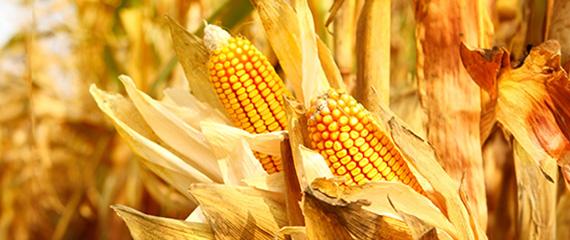 Mais, coltura strategica tra luci e ombre | Crédit Agricole Mais, coltura strategica tra luci e ombre | Crédit Agricole