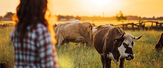 Come l’innovazione digitale sta cambiando il lavoro in stalla e al pascolo | Crédit Agricole Come l’innovazione digitale sta cambiando il lavoro in stalla e al pascolo | Crédit Agricole