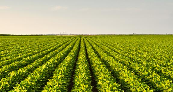 Cambiali Agrarie | Crédit Agricole Cambiali Agrarie | Crédit Agricole