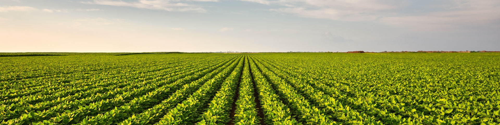 Cambiali Agrarie | Crédit Agricole Cambiali Agrarie | Crédit Agricole