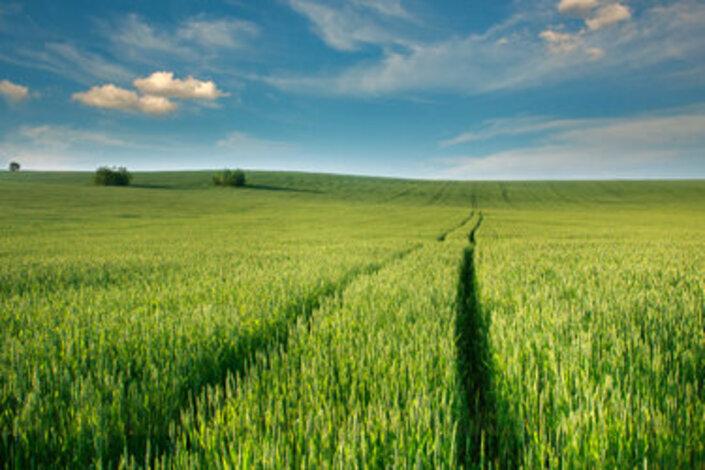 immagine prato verde | Crédit Agricole immagine prato verde | Crédit Agricole